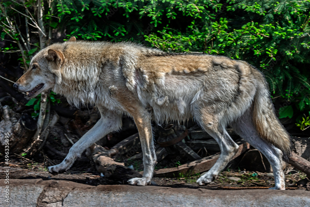 European wolf running in its enclosure. Latin name - Canis lupus European wolf running in its enclosure. Latin name - Canis lupus