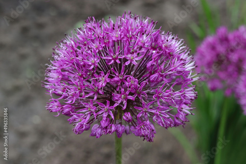 Purple Onion flower on green blurred background.  Allium flowering Onion with violet flower ball. Macro photo with selective soft focus. Close-up of a Allium Giganteum flower.