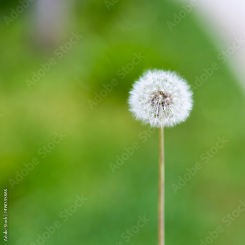 Single white dandelion in the garden