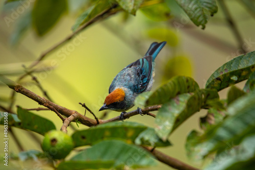 Scrub tanager small tropical bird endemic, light blue with red-orange cap, sitting on a branch, Colombia photo