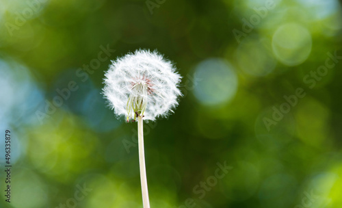 Single white dandelion in the garden