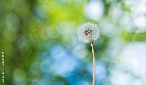 Single white dandelion in the garden