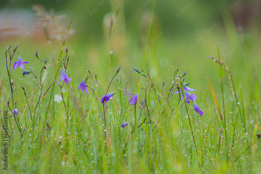 Rainy morning meadow with flowers Rainy morning meadow with flowers