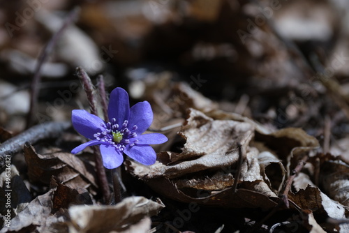 Anemone hepatica small blue, purple early spring wildflower in nature, natural background. Blooming wildflower.