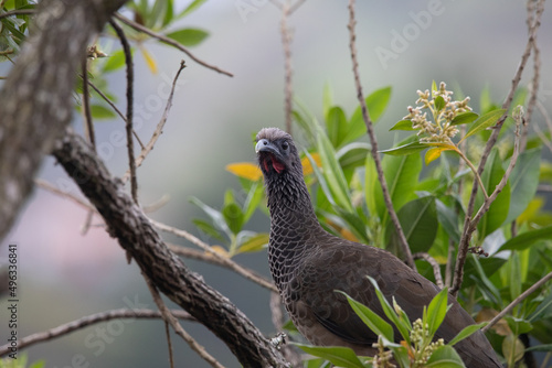 Сolombian chachalaca, endemic bird of Colombia, rare bird, grey, long-tailed, blur background