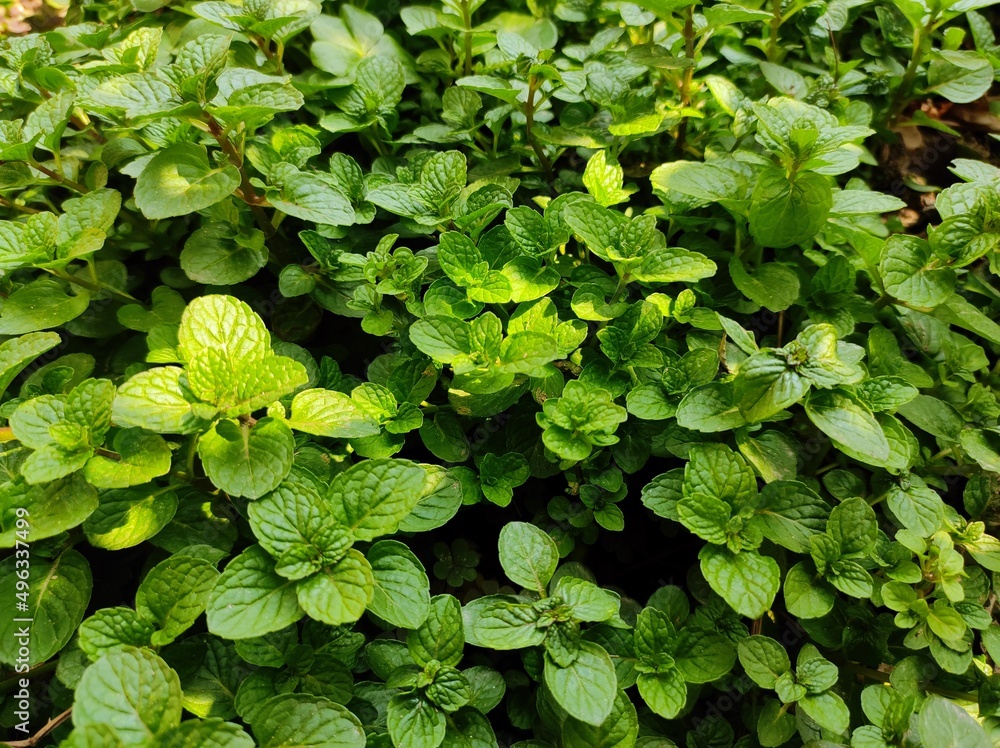 Mint plants in the garden Mint plants in the garden