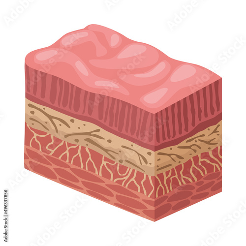 stomach organ tissues