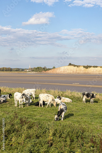 Cows grazing beside the River Severn (at low tide) at Arlingham, Gloucestershire, England UK - Westbury Garden Cliff is on the far bank. photo