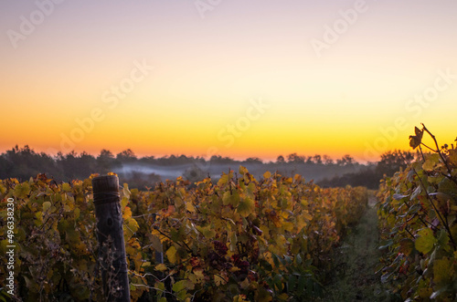 Vines in Burgundy, France at sunrise