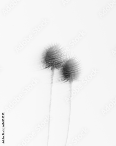 Flower with blurred contours on a white background. Blurred flowers with thorns. Art black and white photography. Long exposure
