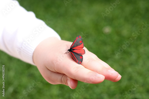 Red and black cinnabar moth on hand of child 