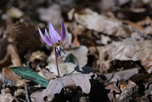 Dog's tooth violet, early spring pink wildflower in the woods close up,