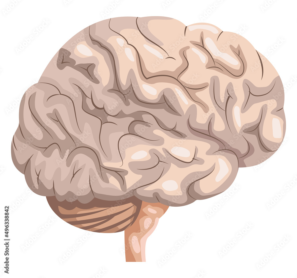 brain realistic human organ brain realistic human organ
