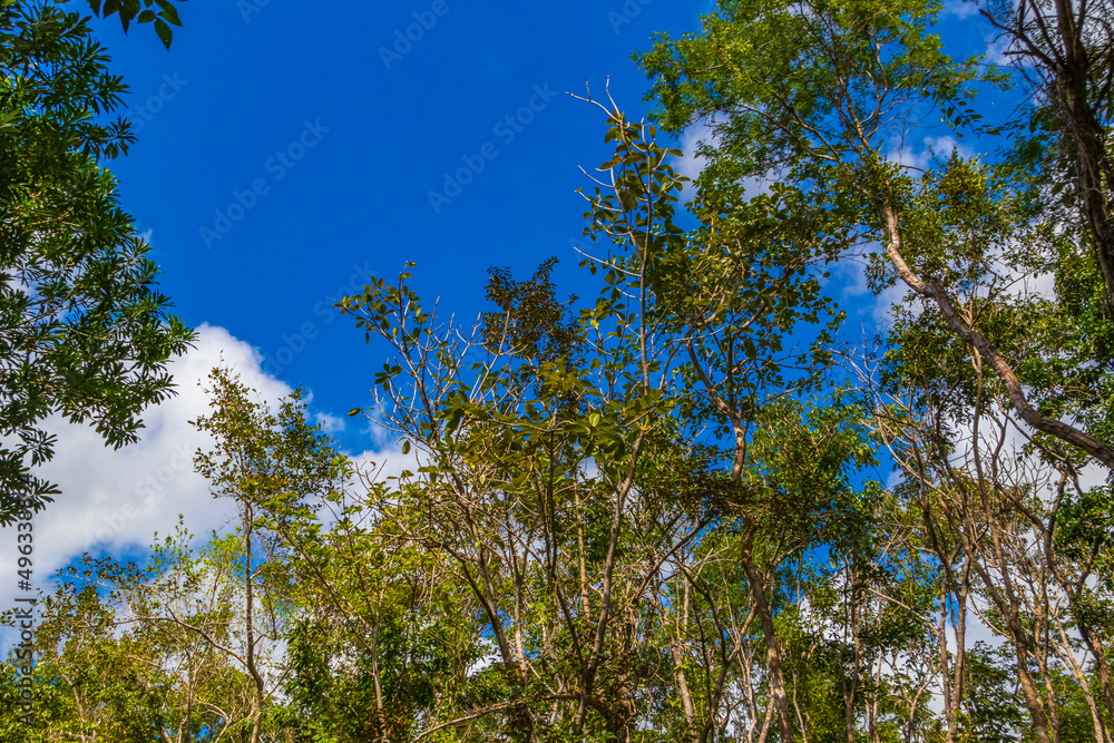 Obraz premium Tropical plants at natural jungle forest Playa del Carmen Mexico.
