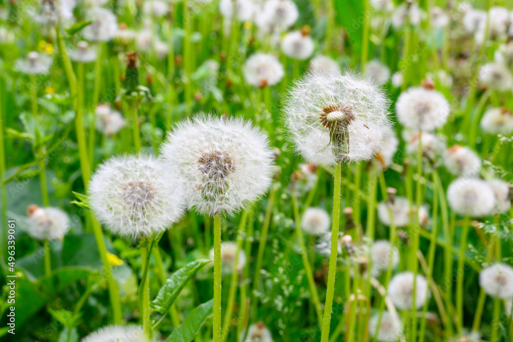 Glade of fresh meadow dandelions on a sunny spring day. Flowering dandelions. Dandelion plant with a fluffy bud. Glade of fresh meadow dandelions on a sunny spring day. Flowering dandelions. Dandelion plant with a fluffy bud.