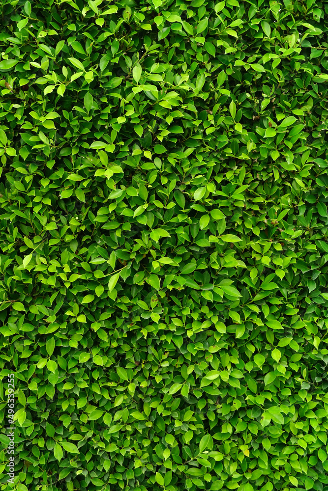green foliage texture, leaf nature background. green foliage texture, leaf nature background.