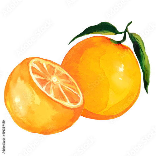 fruit citrus fruit orange vector illustration