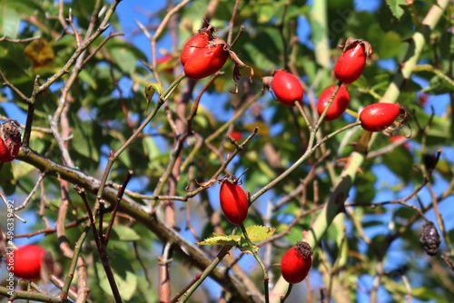 Ripe Briar berries, wild rose hip shrub in nature. Dog-rose berry close-up