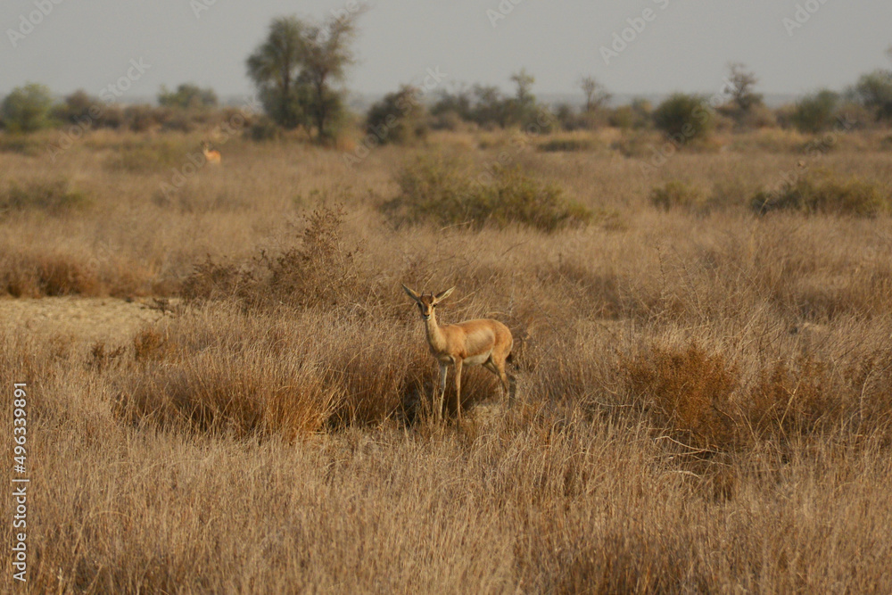 Blackbuck and Deer Blackbuck and Deer