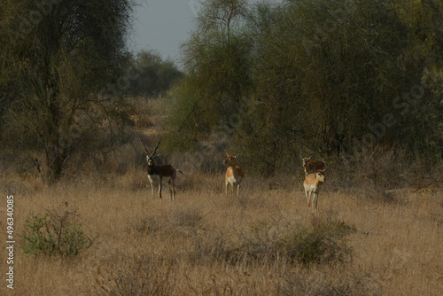 Blackbuck and Deer