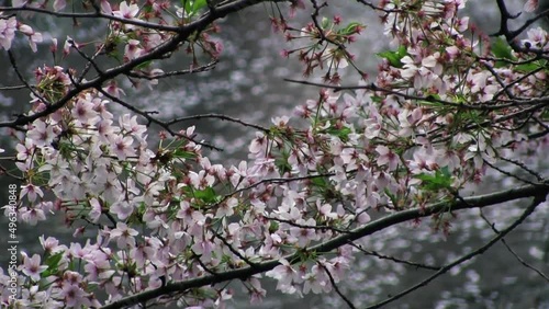 Wallpaper Mural 二ヶ領用水宿河原堀　小川を流れる花びらと桜のクローズアップ Torontodigital.ca