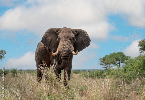 Elephant in South Africa © Tony Campbell