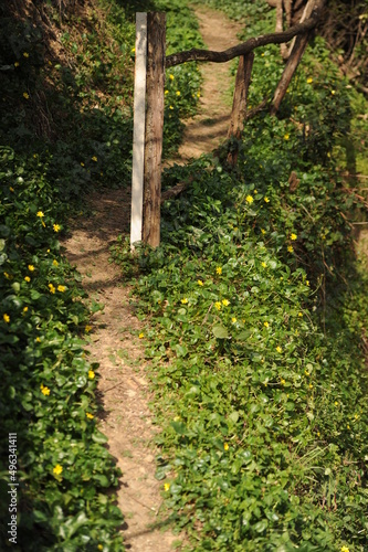Sentiero verdeggiante in salita con ringhiera fatiscente e fiorellini gialli photo