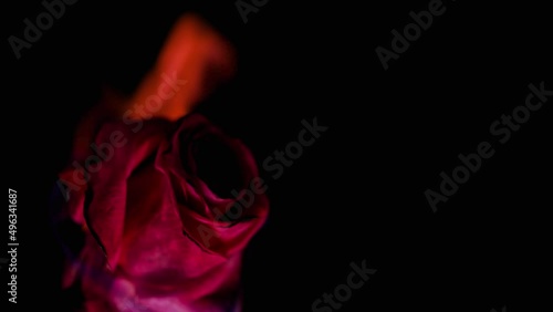 Burning red rose in fire flames against black background