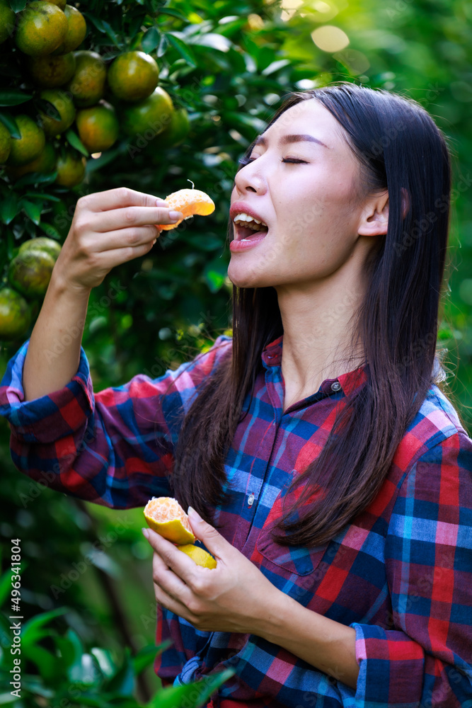 young asian girl eating tangerine lusciously in her orchard young asian girl eating tangerine lusciously in her orchard