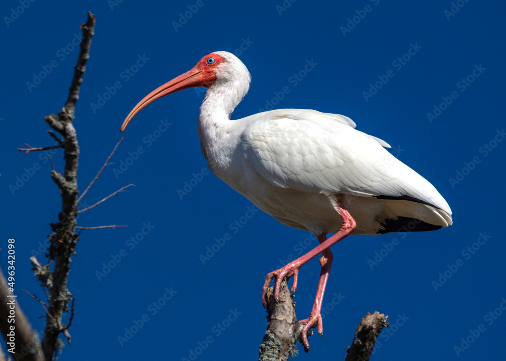 Fototapeta premium White Ibis and a blue sky!