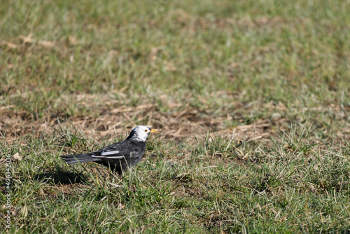 White headed Blackbird in the grass searching for food