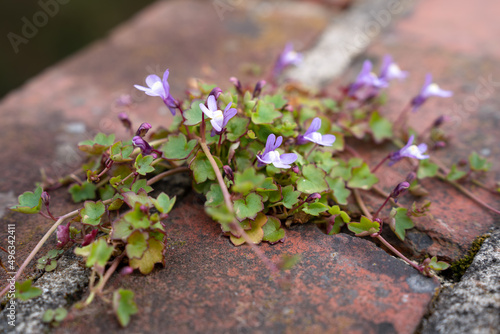 Ivy leaved Toadflax growing on a wall in East Grinstead photo