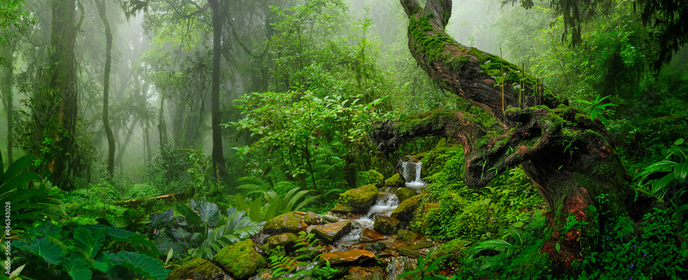 Rain forest with morning mist - obrazy, fototapety, plakaty 