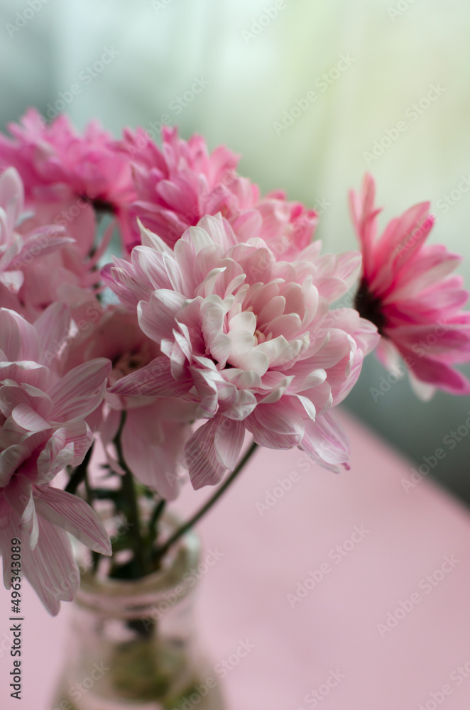 A branch of pink chrysanthemum in a glass bottle on a pink background. Spring in the house. Mother's day concept. Vertical orientation.