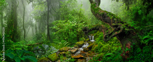 Fotografija Rain forest with morning mist