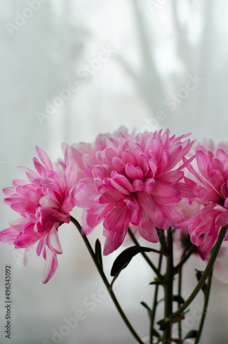 A branch of pink chrysanthemum on a light background. Sweet bouquet. Spring in the house. copy space. Vertical orientation.