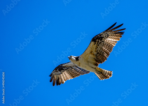 Osprey over the nature trail!