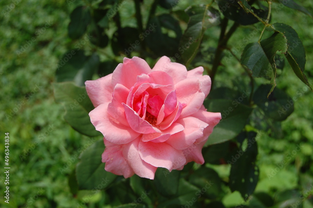 A beautiful pink rose growing in a garden in Cecil County, Maryland.