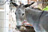 Donkey behind bars at the Trappist monastery of Latrun in Israel
