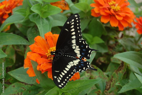 Eastern black swallowtail butterfly perched on a marigold flower in Cecil County, Maryland. photo