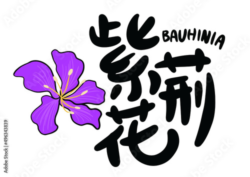 Bauhinia hand-painted illustration, Chinese translation:Bauhinia