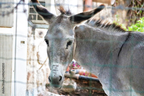 Donkey behind bars at the Trappist monastery of Latrun in Israel photo