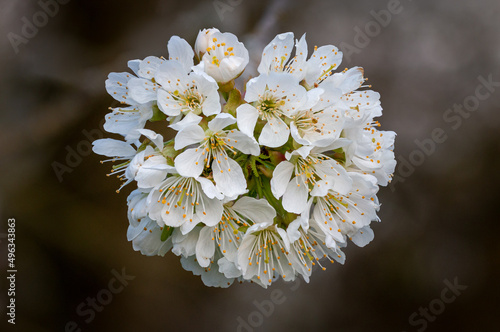 Kirschblüten in Nahaufnahme
