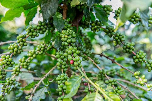 Coffee Crop, Plant, Crop - Plant, Fruit, Farmer
