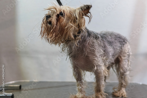 Yorkshire terrier dog gets nail cut hair grooming at pet spa