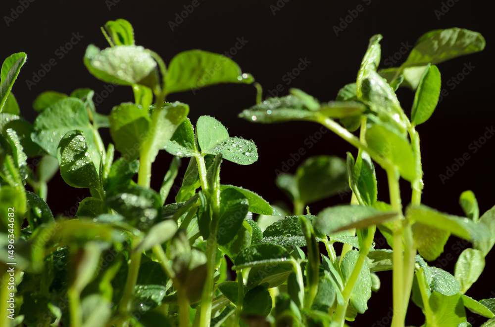 fresh green micro-green peas close-up