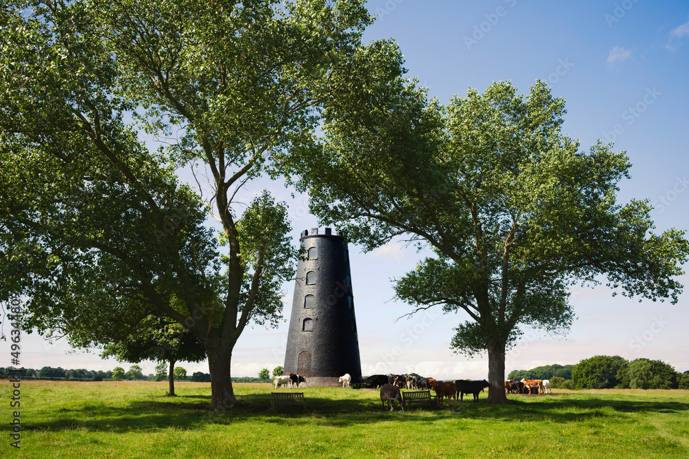 Disused windmill flanked by trees and cattle grazing on fine summer day. Beverley, UK.