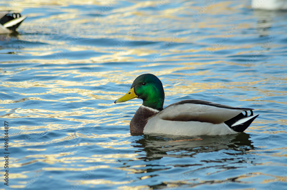 ducks
on the pond in the spring ducks
on the pond in the spring