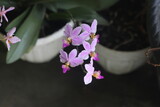 Phalaenopsis equestris is a flowering plant of the orchid genus Phalaenopsis and native to Philippines and Taiwan