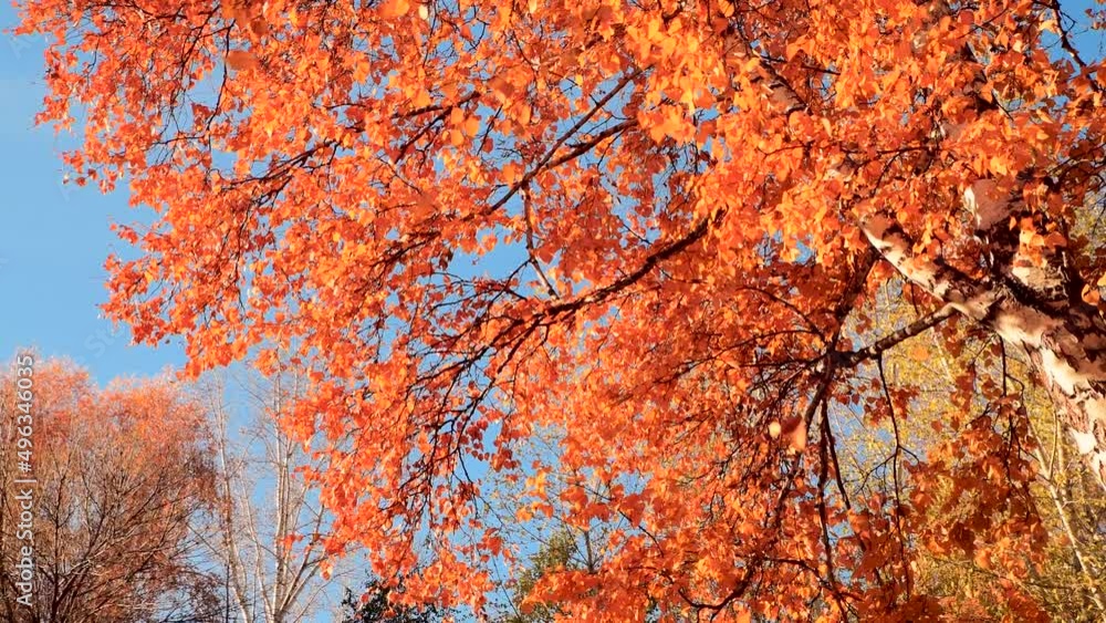 Autumn leaf fall. Seasonal weather on a clear day. Landscape of trees with bright yellow leaves. Autumn leaf fall. Seasonal weather on a clear day. Landscape of trees with bright yellow leaves.
